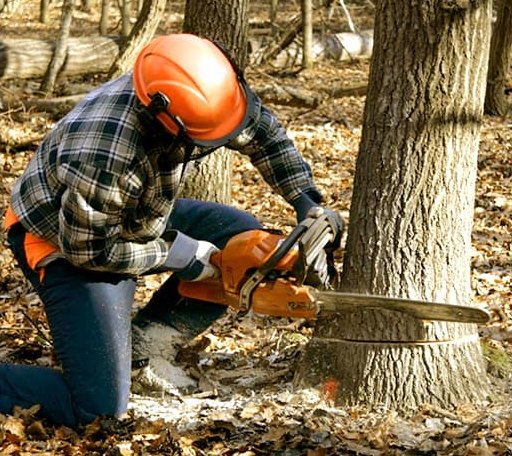 Tree Removal in Banks, AL
